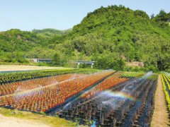 渝北：绽放的花朵激活“美丽经济”